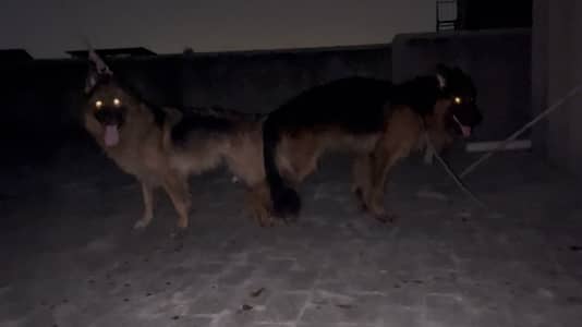 Mated German shephard  long Coat female for sale