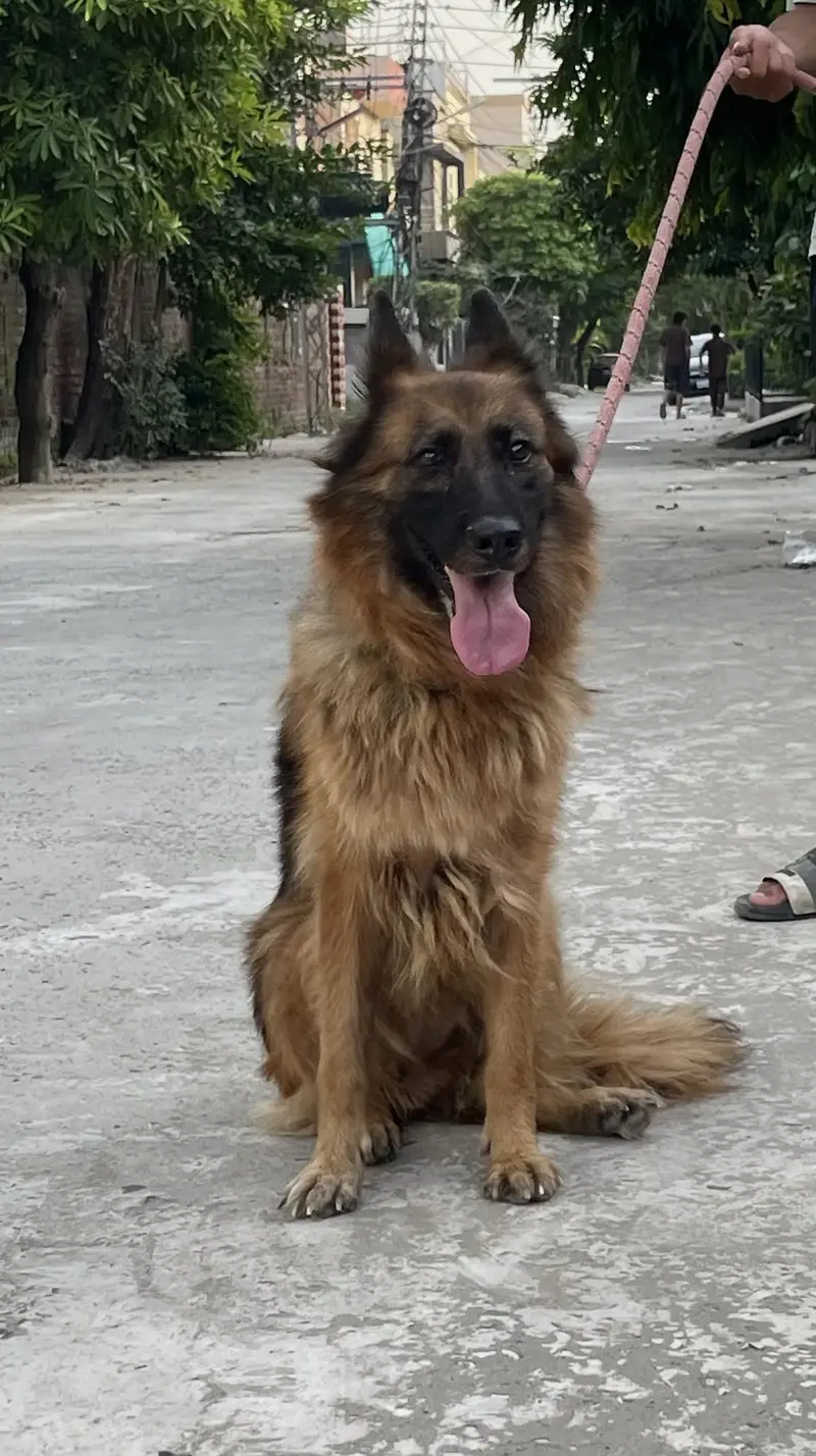 Mated German shephard  long Coat female for sale — photo 2