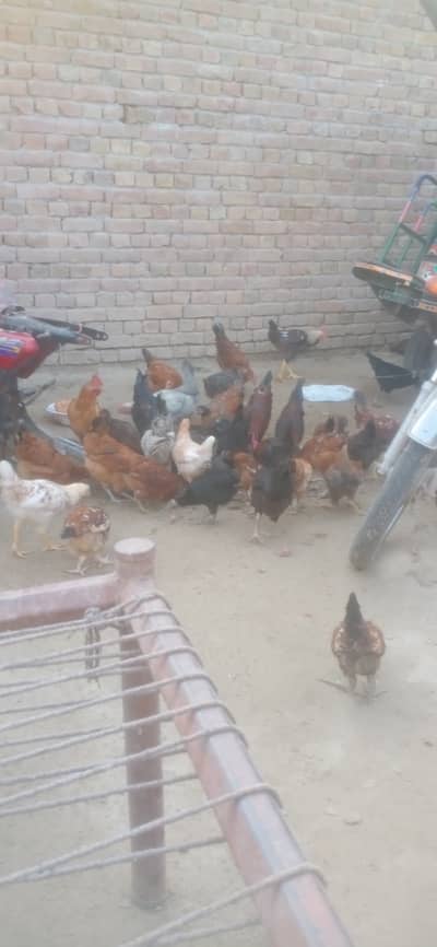 HEN misri all types age 03071250132