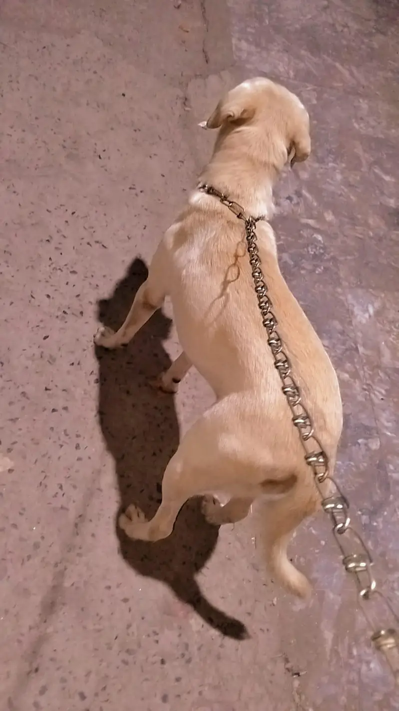 Fully vaccinated allhamdulillah healthy female — photo 4