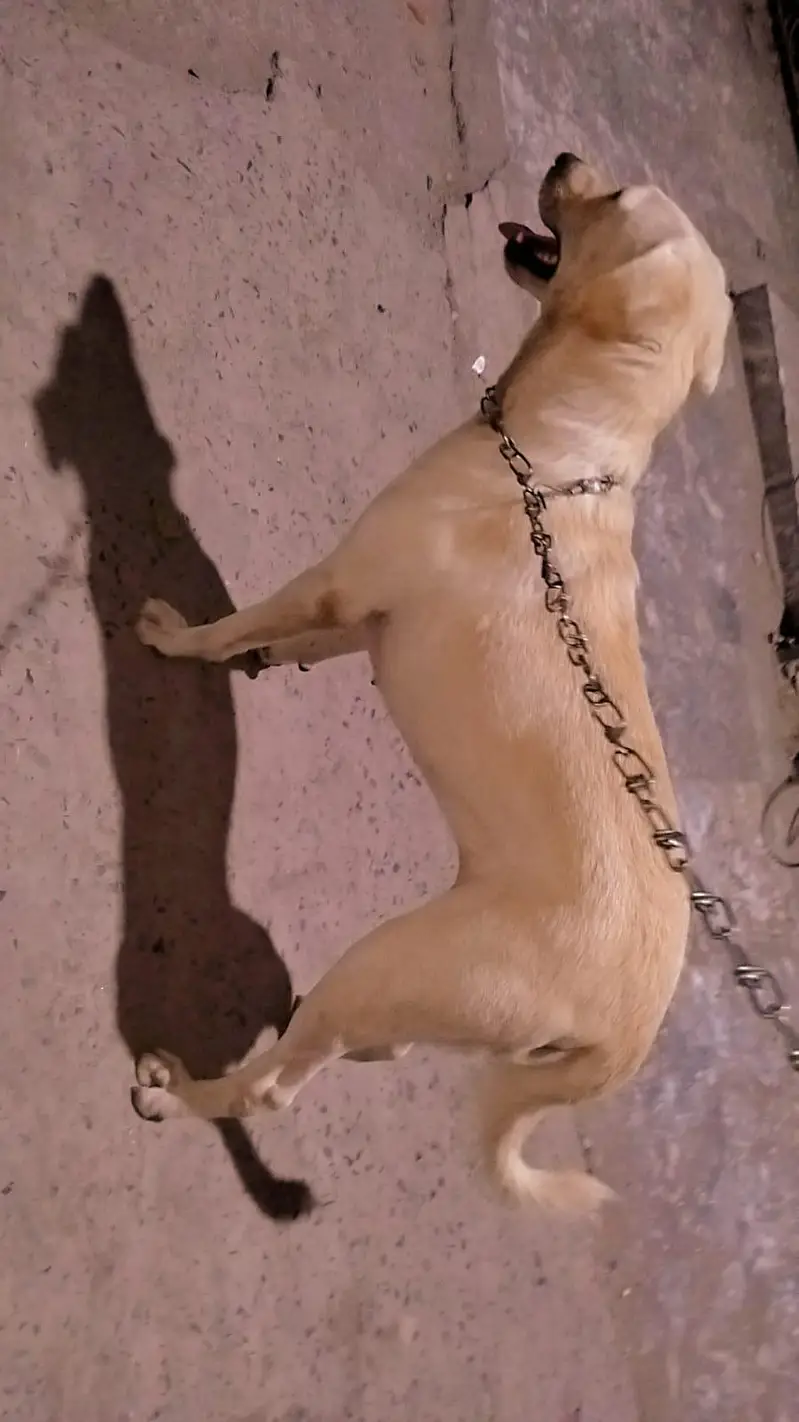 Fully vaccinated allhamdulillah healthy female — photo 5