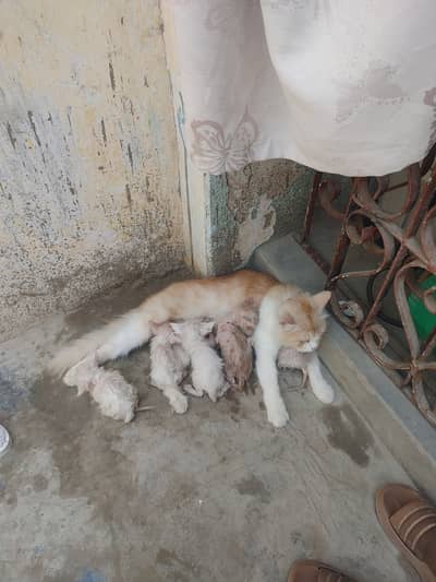 Persian  triple coat kitten for sale