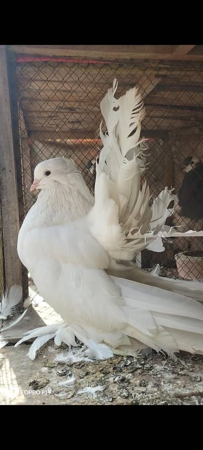 Amarcan fantail