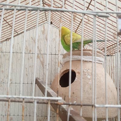 parrots
