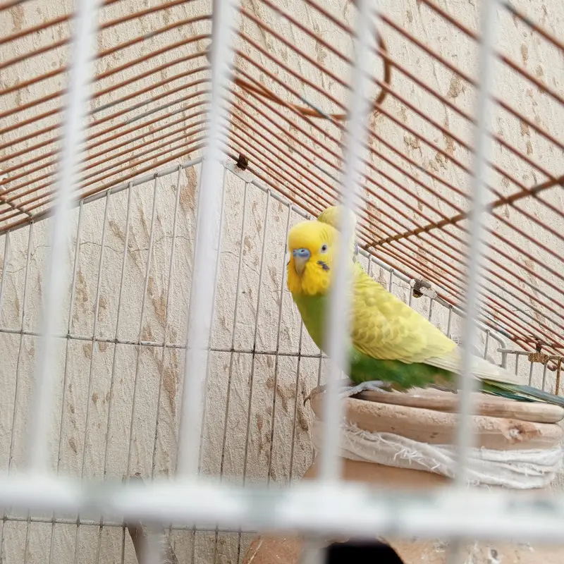 parrots — photo 2