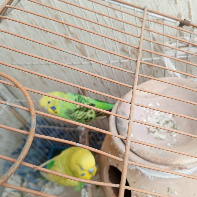 parrots 2
