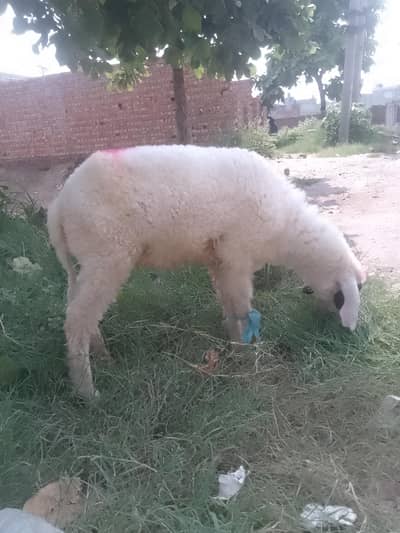 chatra mundra