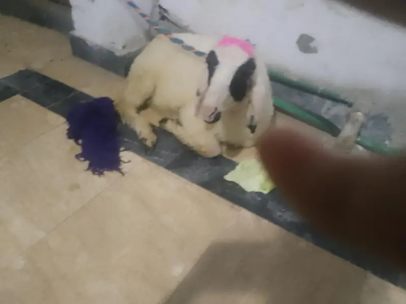 chatra mundra — photo 3