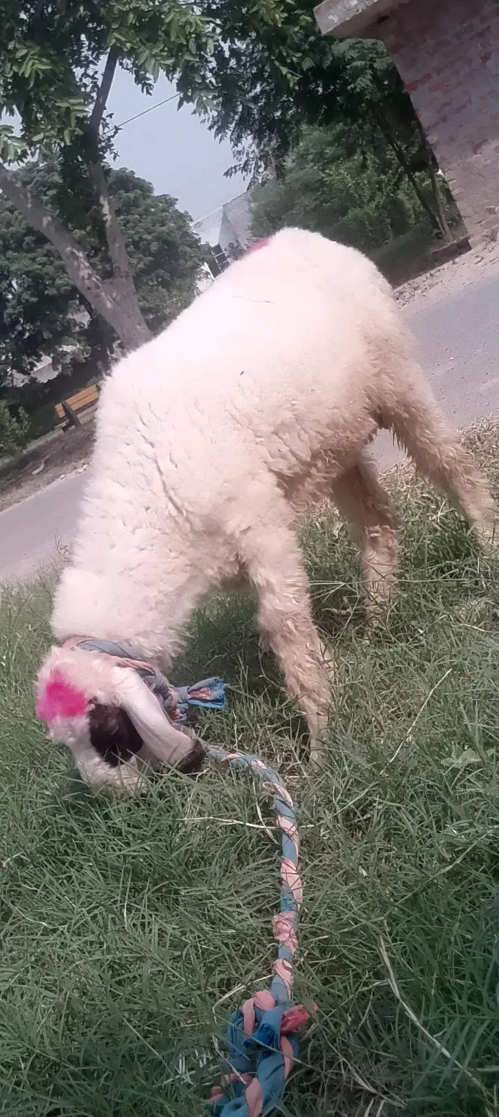 chatra mundra — photo 4