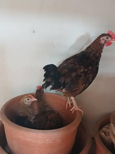 chicks for sale