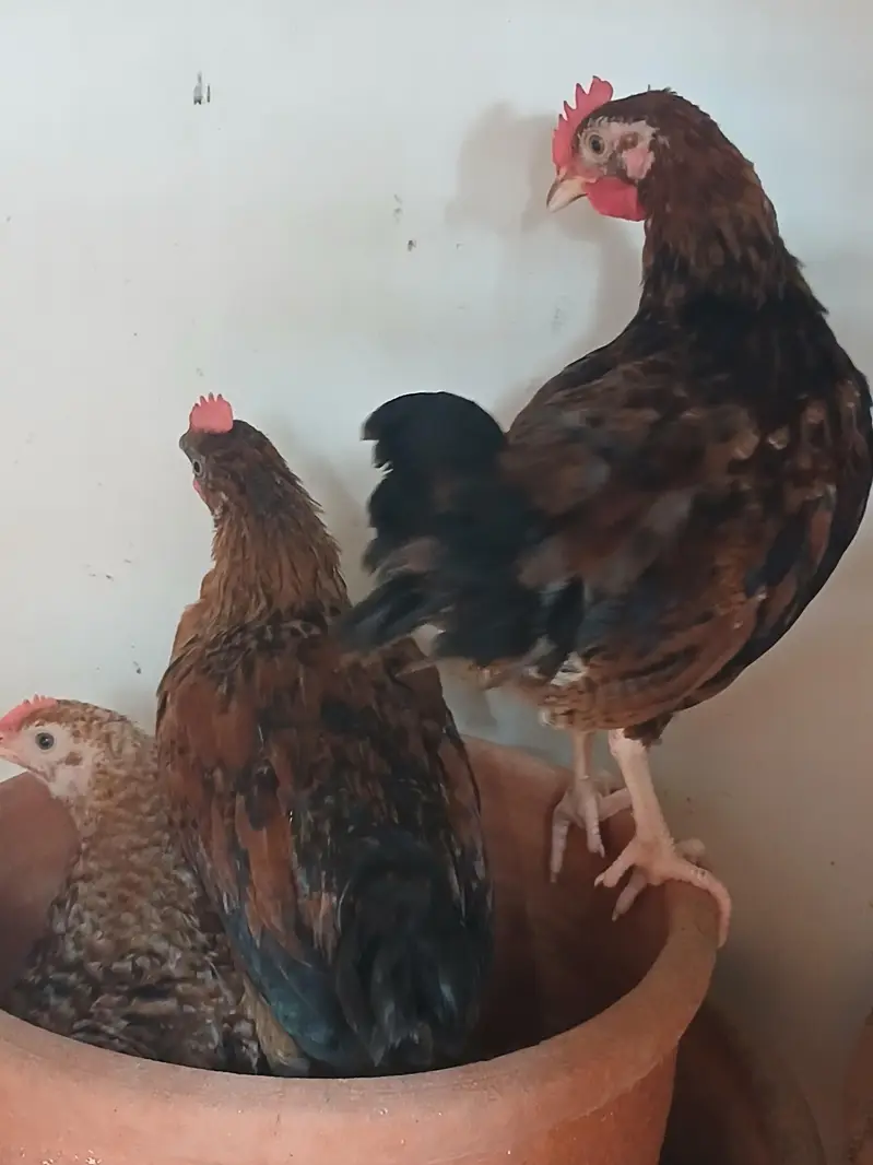 chicks for sale — photo 2