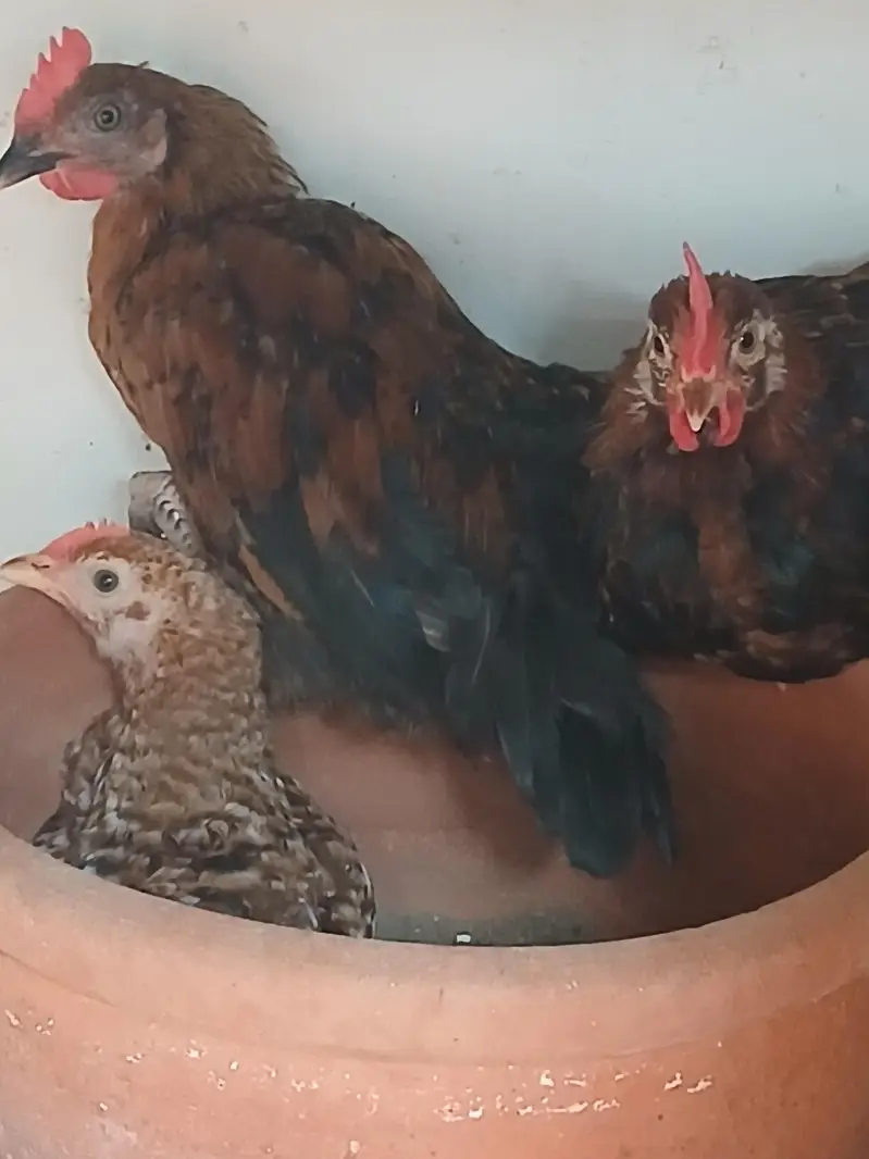 chicks for sale — photo 3