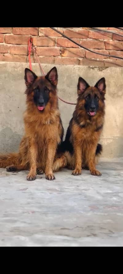 German Shepherd