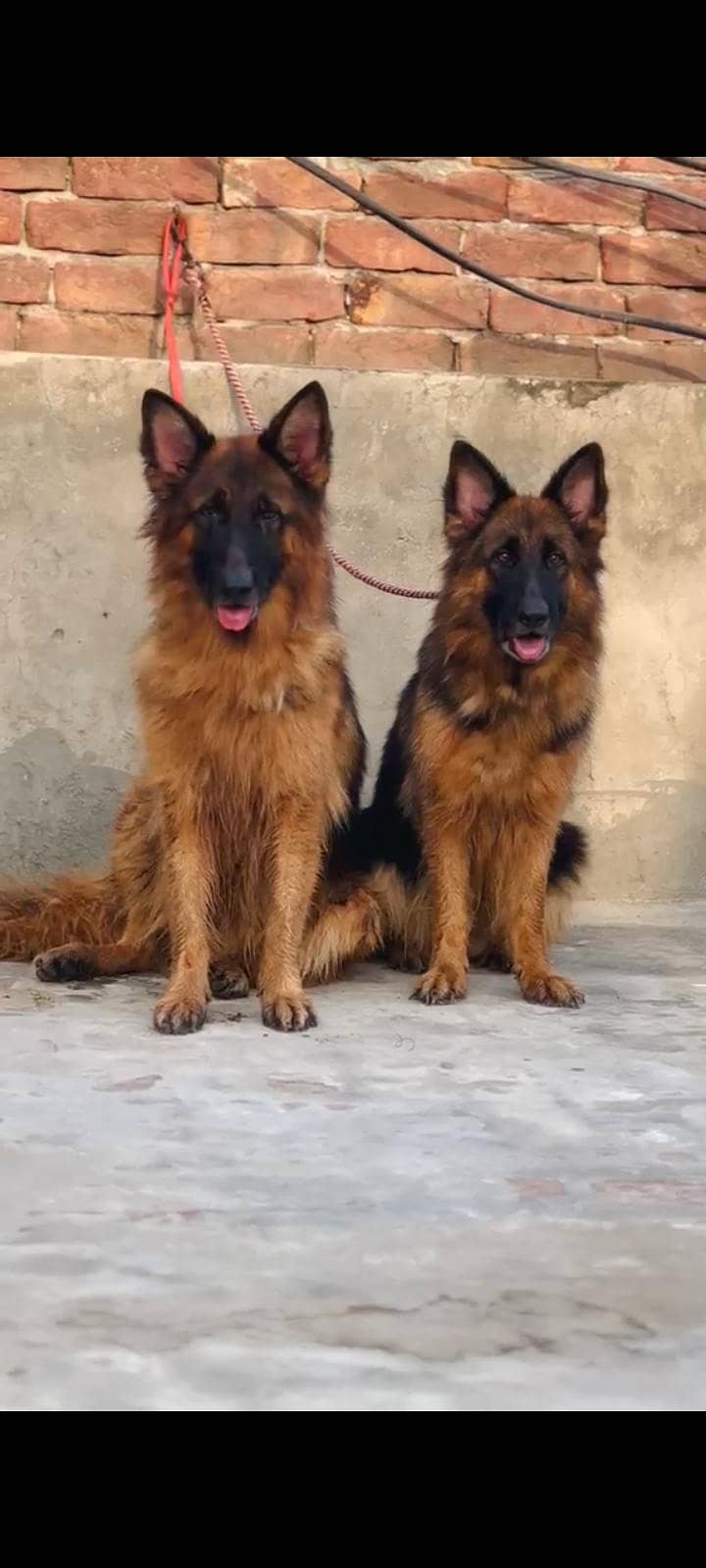 German Shepherd 0