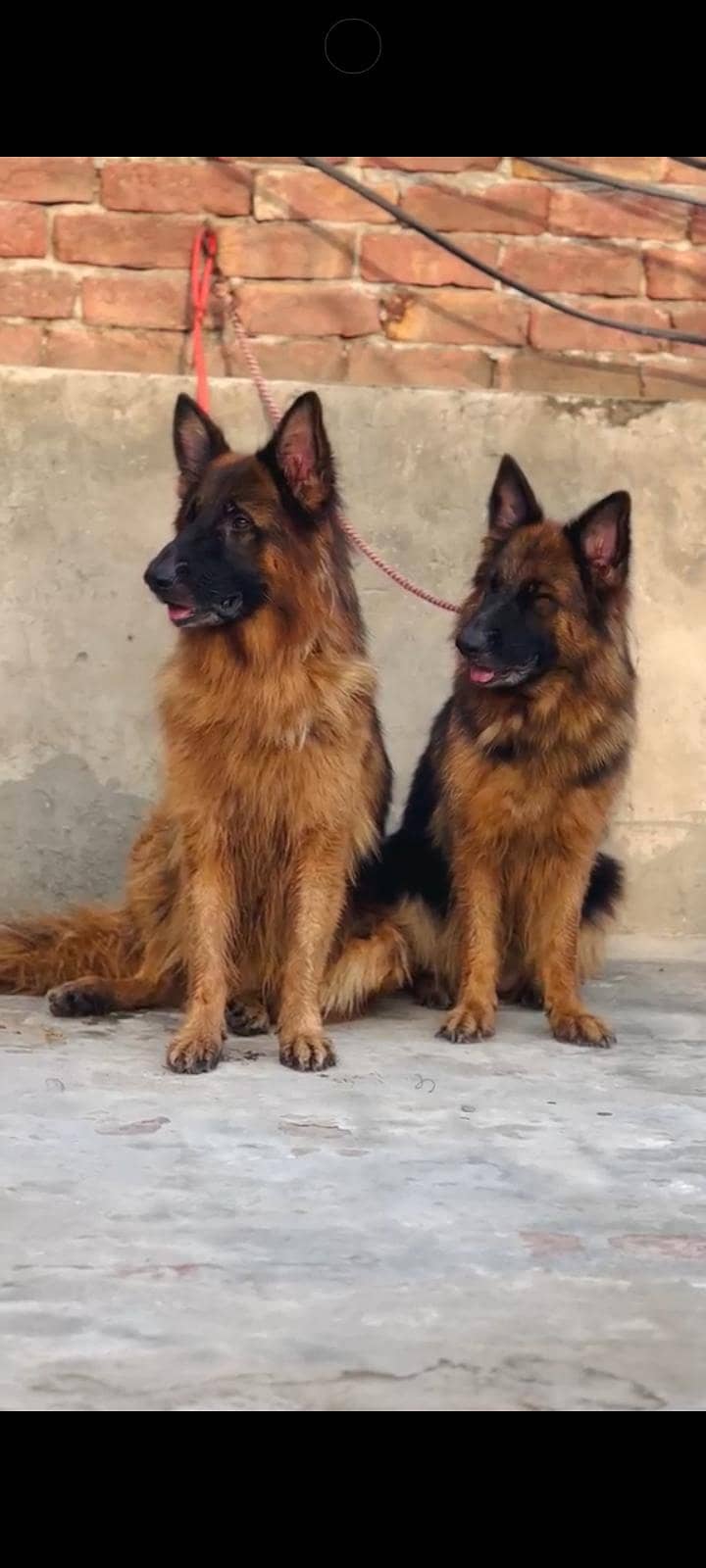 German Shepherd 1
