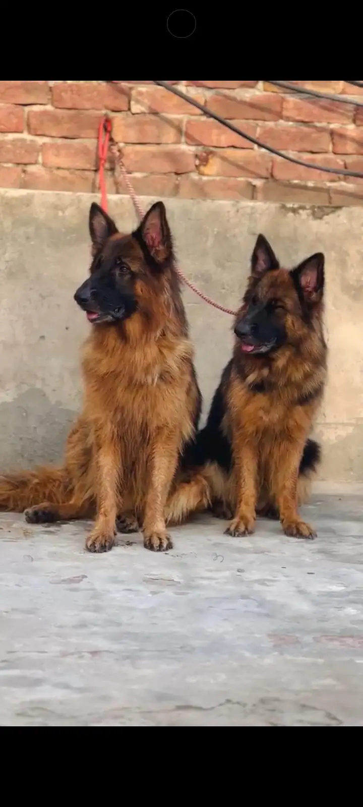 German Shepherd — photo 2