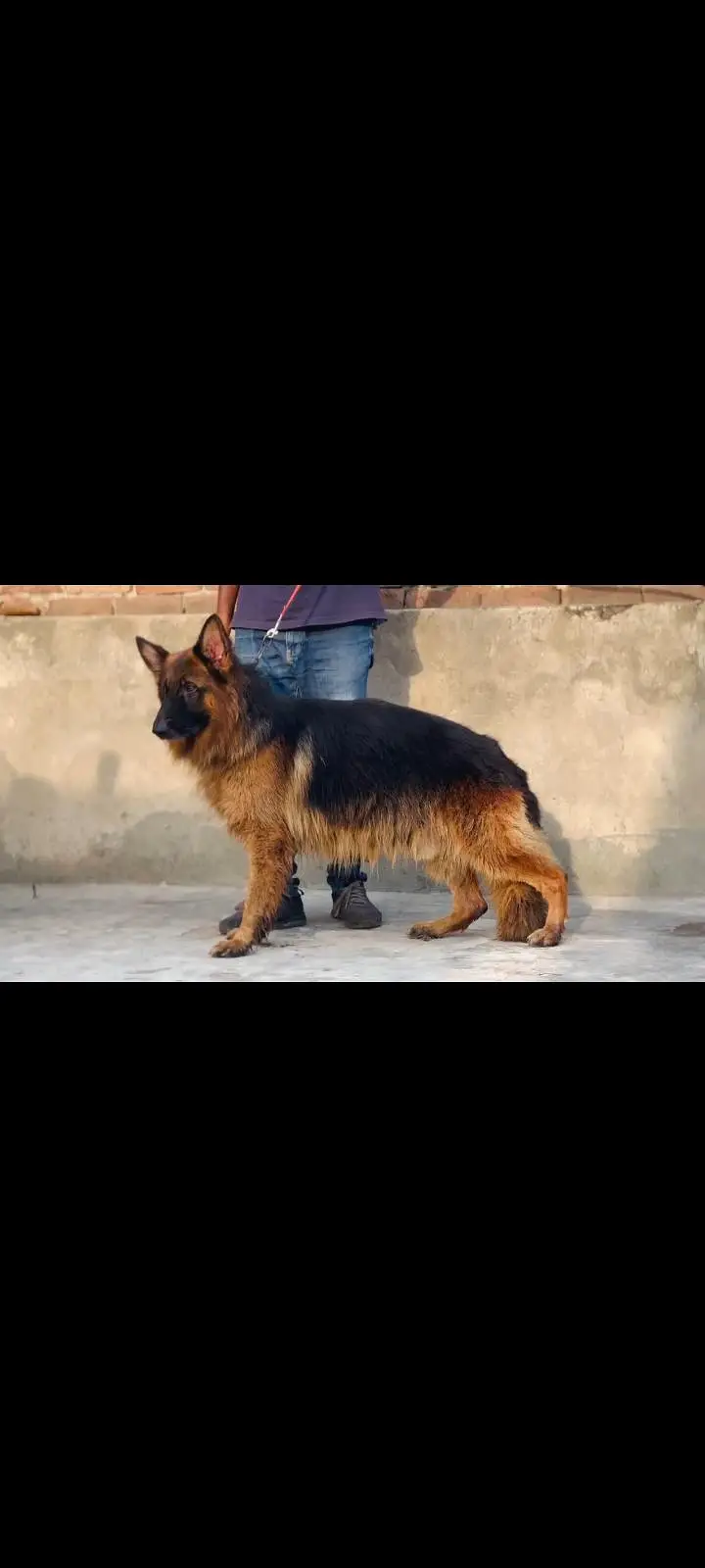 German Shepherd — photo 3
