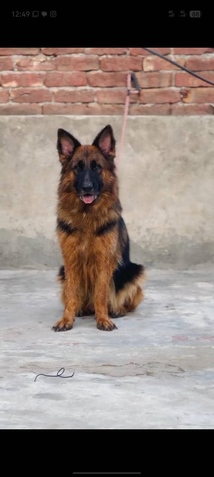 German Shepherd 3