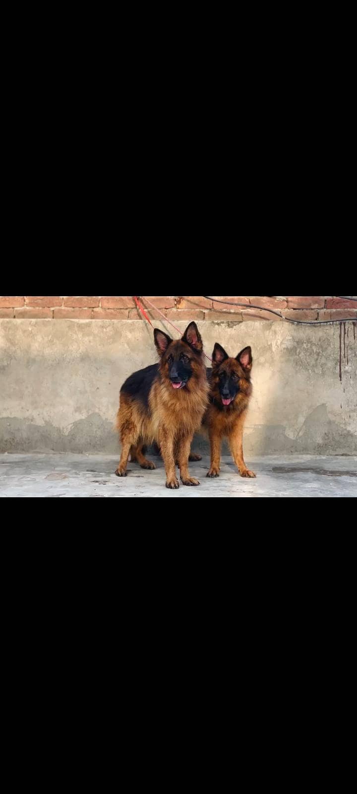 German Shepherd 4