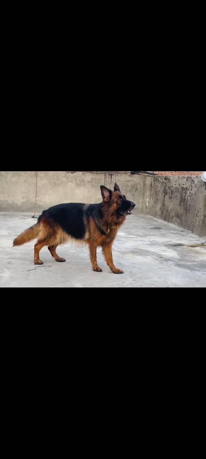 German Shepherd 5
