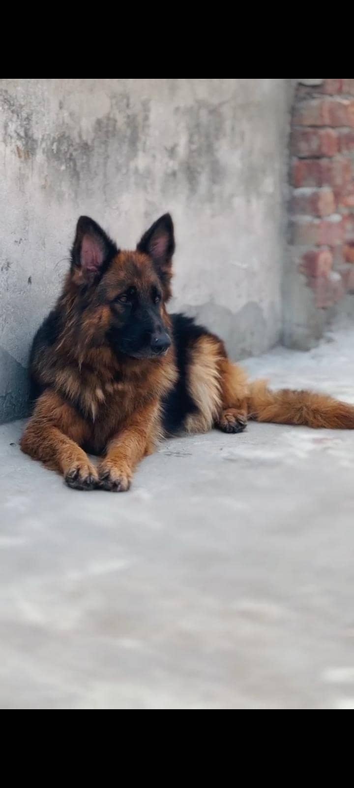 German Shepherd 6
