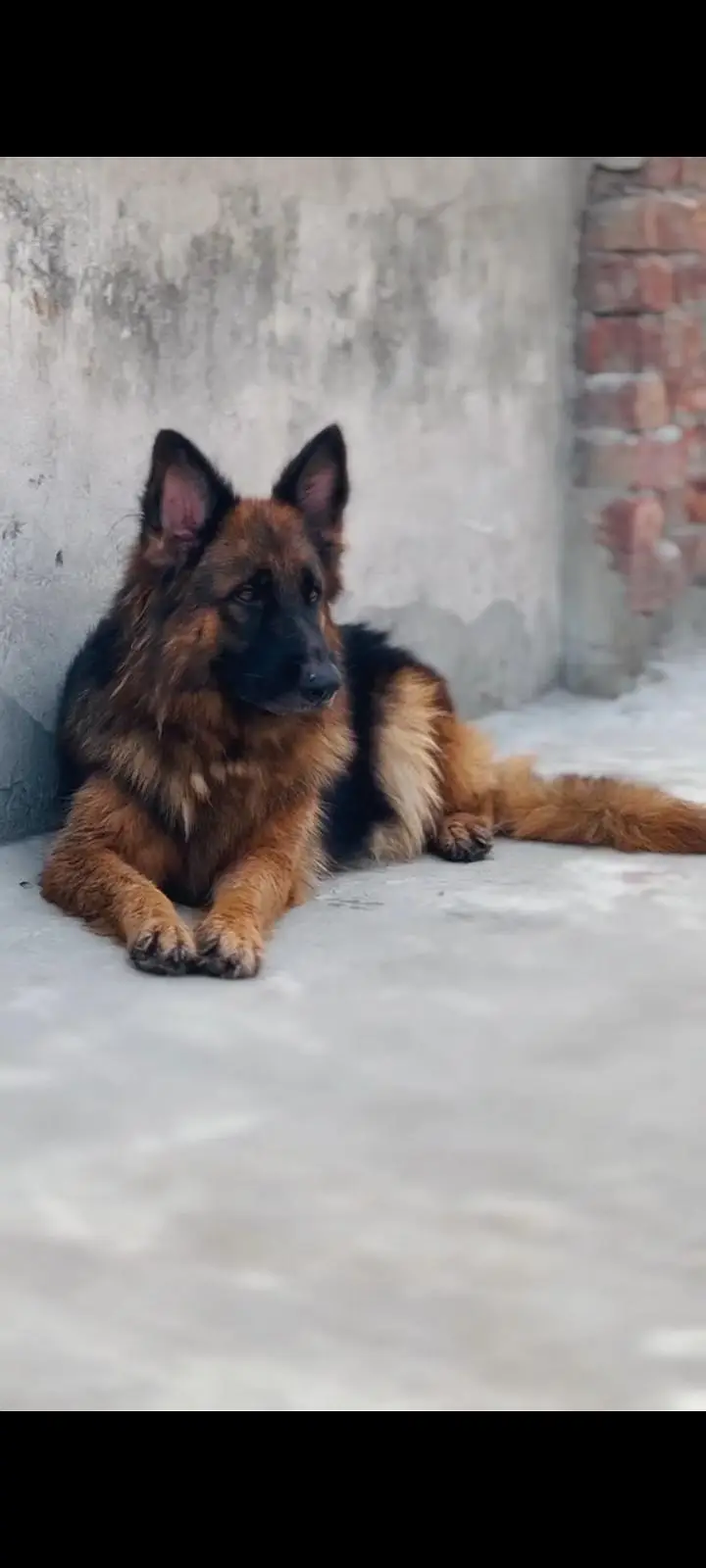 German Shepherd — photo 7