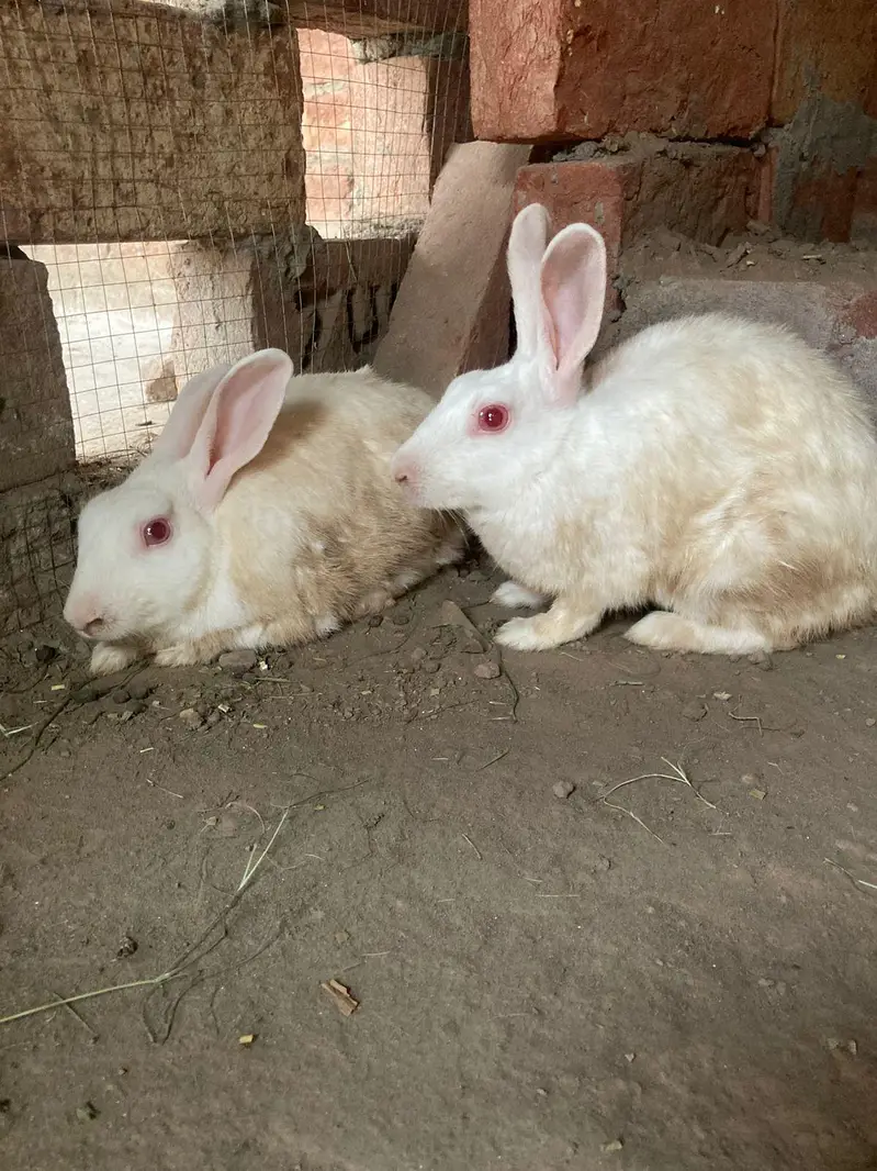 Red eyes pair — photo 3