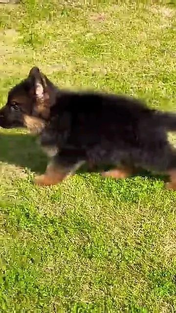 German Shepherd dog for sale male or femaleWhatsApp309=52=38=470 — photo 2