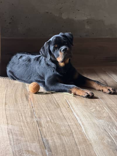 Rottweiler male 8months pedigree and vaccinated