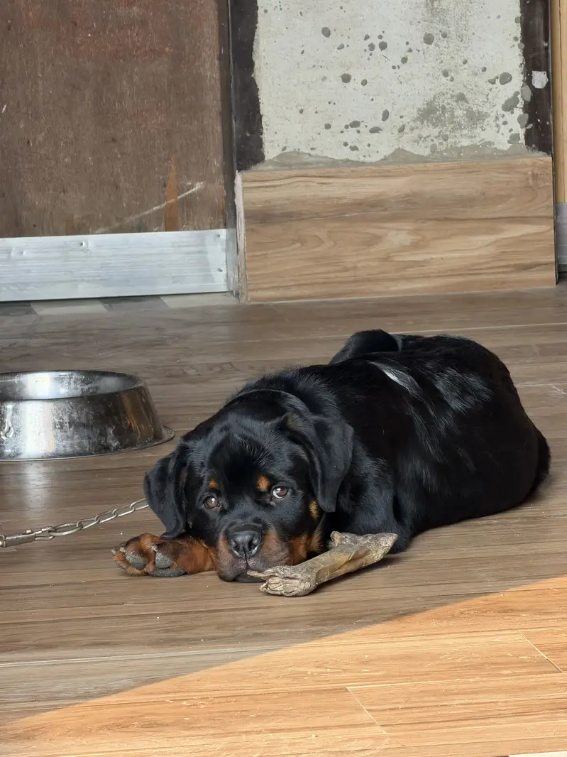Rottweiler Puppy | Dog Puppies for sale | Pedigree  Dog fot sale — photo 2