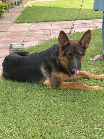 Pure German shepherd