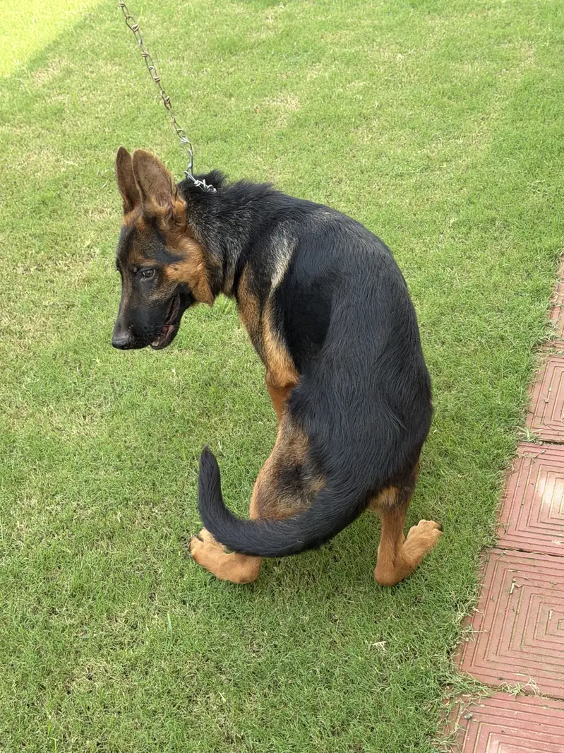 Pure German shepherd — photo 2