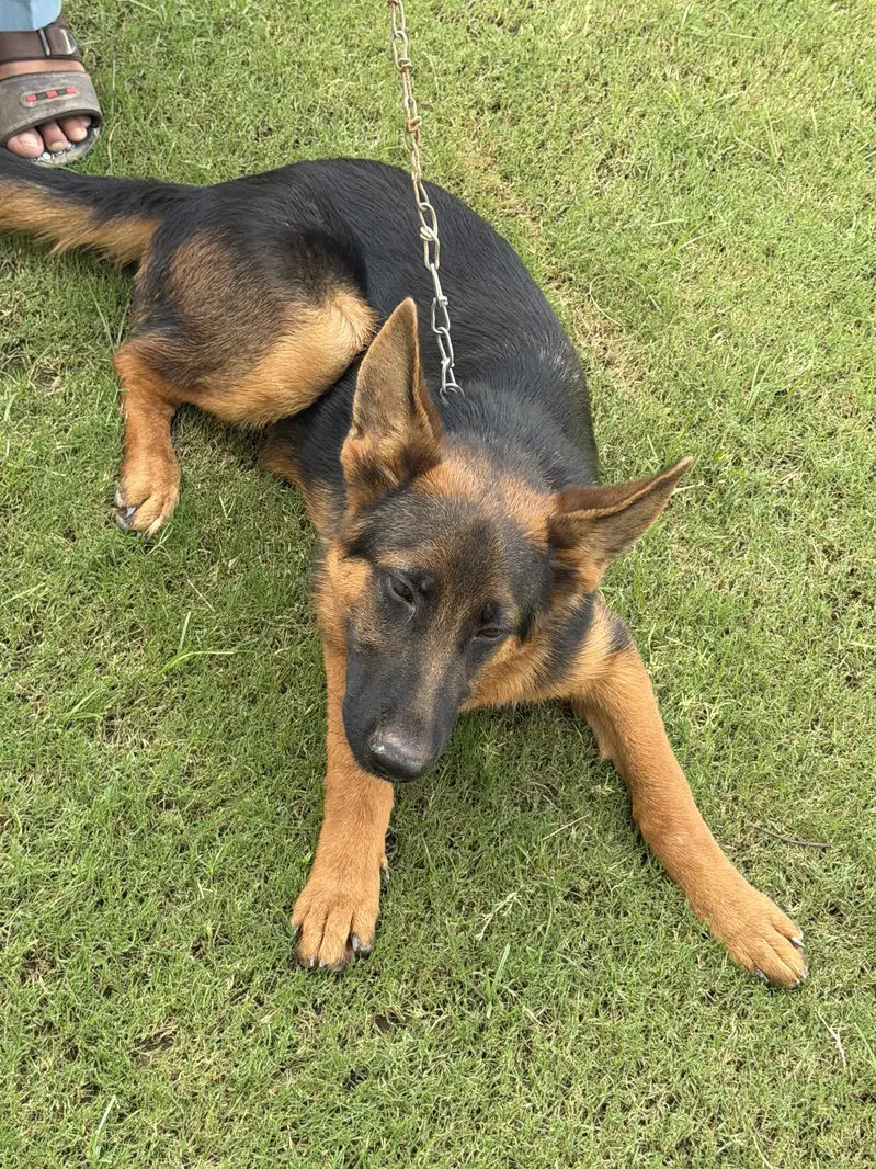 Pure German shepherd — photo 3