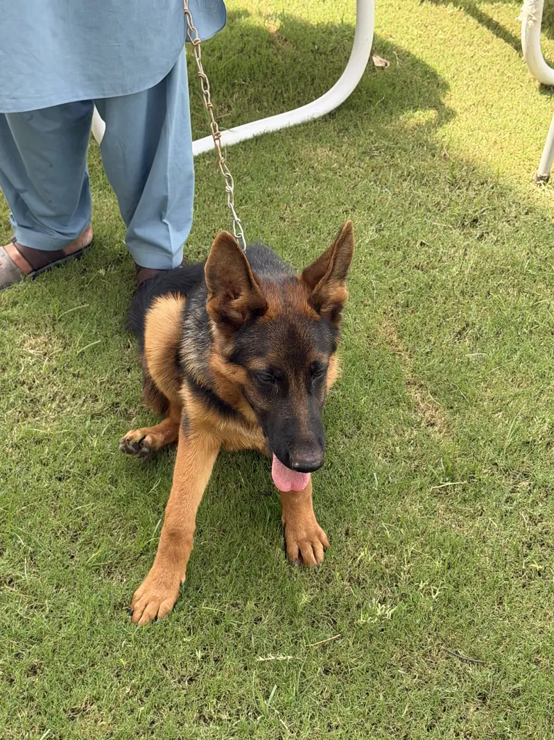 Pure German shepherd — photo 4