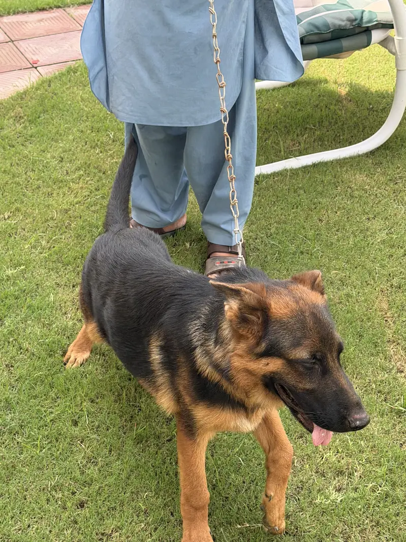 Pure German shepherd — photo 5