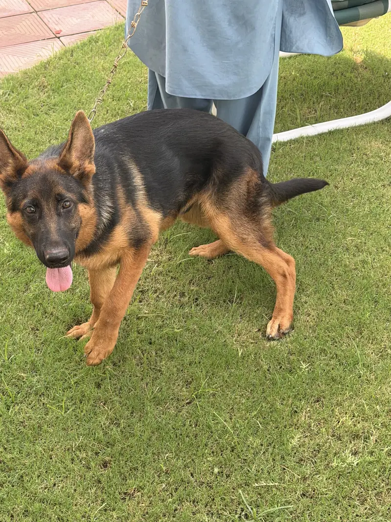 Pure German shepherd — photo 6