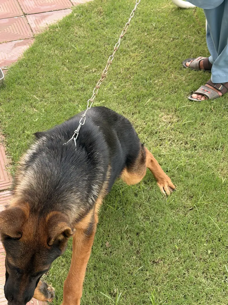 Pure German shepherd — photo 7