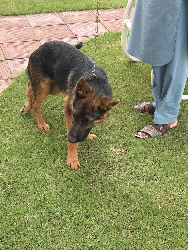 Pure German shepherd — photo 8