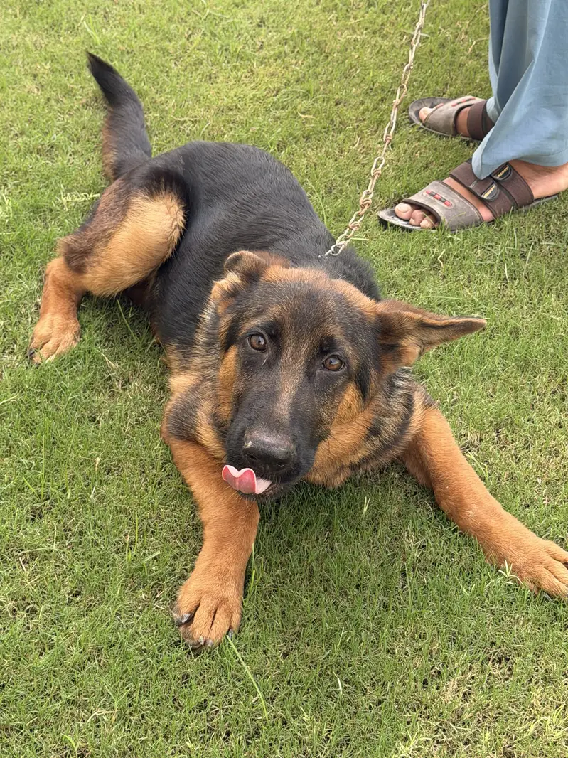 Pure German shepherd — photo 9