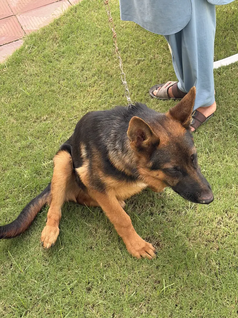 Pure German shepherd — photo 10