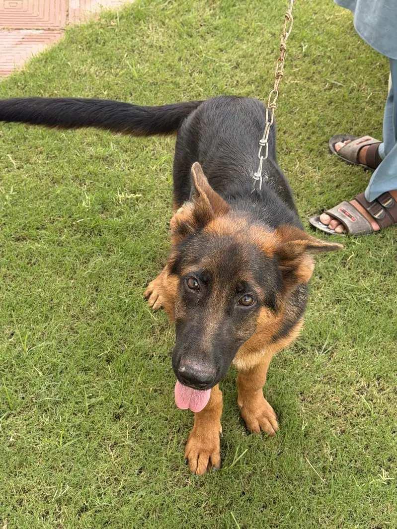 Pure German shepherd — photo 11