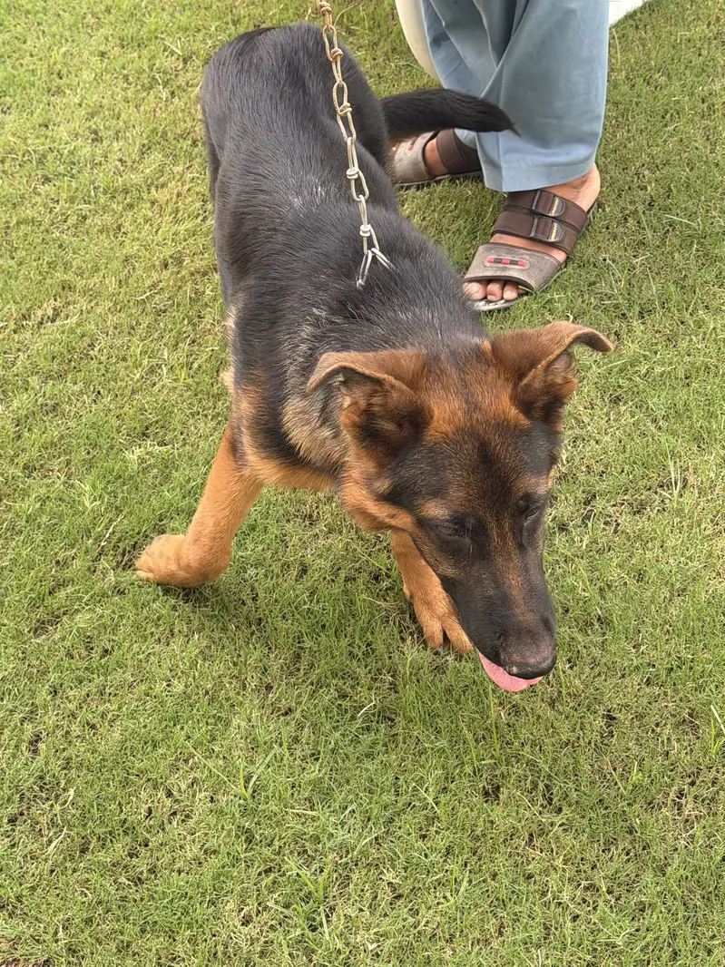 Pure German shepherd — photo 12