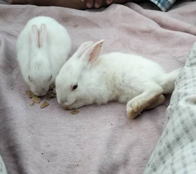 Angoora Rabbit Red Eyes Full White