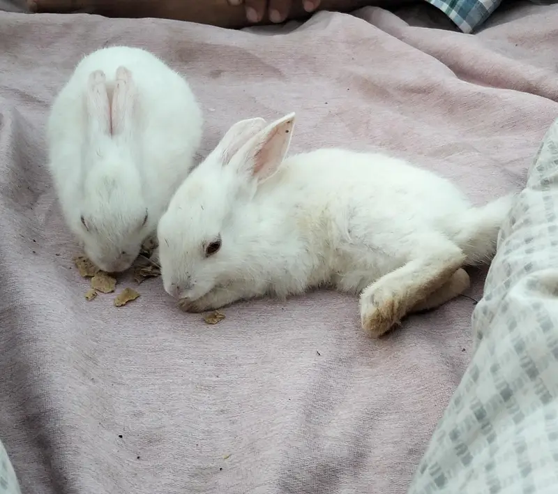 Angoora Rabbit Red Eyes Full White