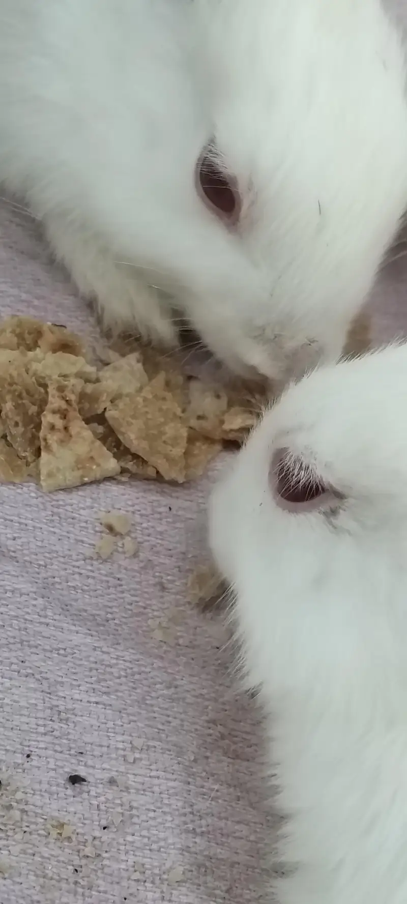 Angoora Rabbit Red Eyes Full White — photo 2