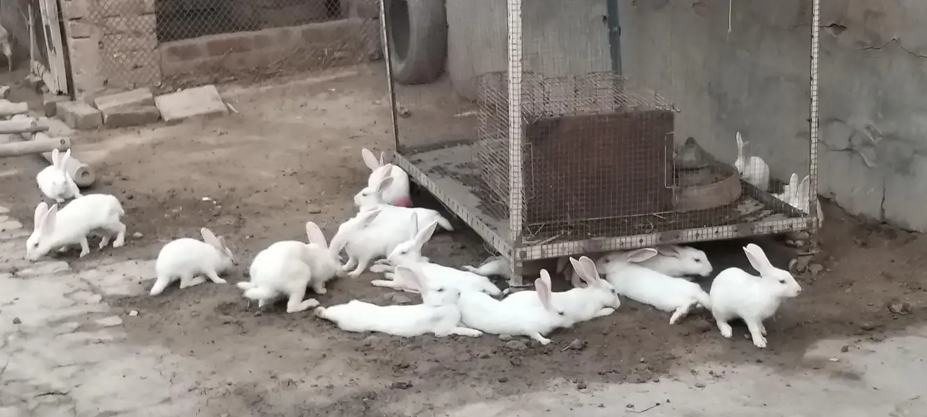 Angoora Rabbit Red Eyes Full White — photo 3