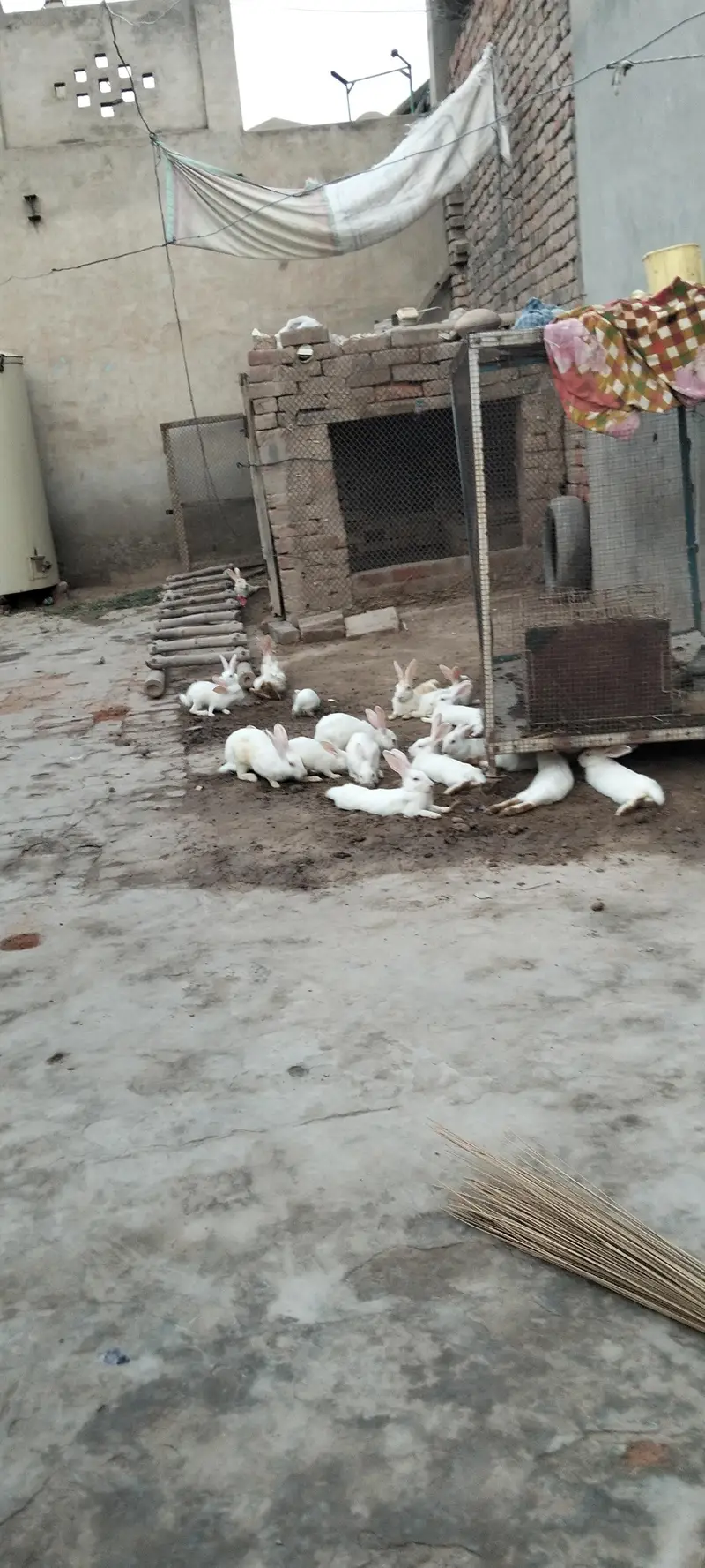 Angoora Rabbit Red Eyes Full White — photo 4