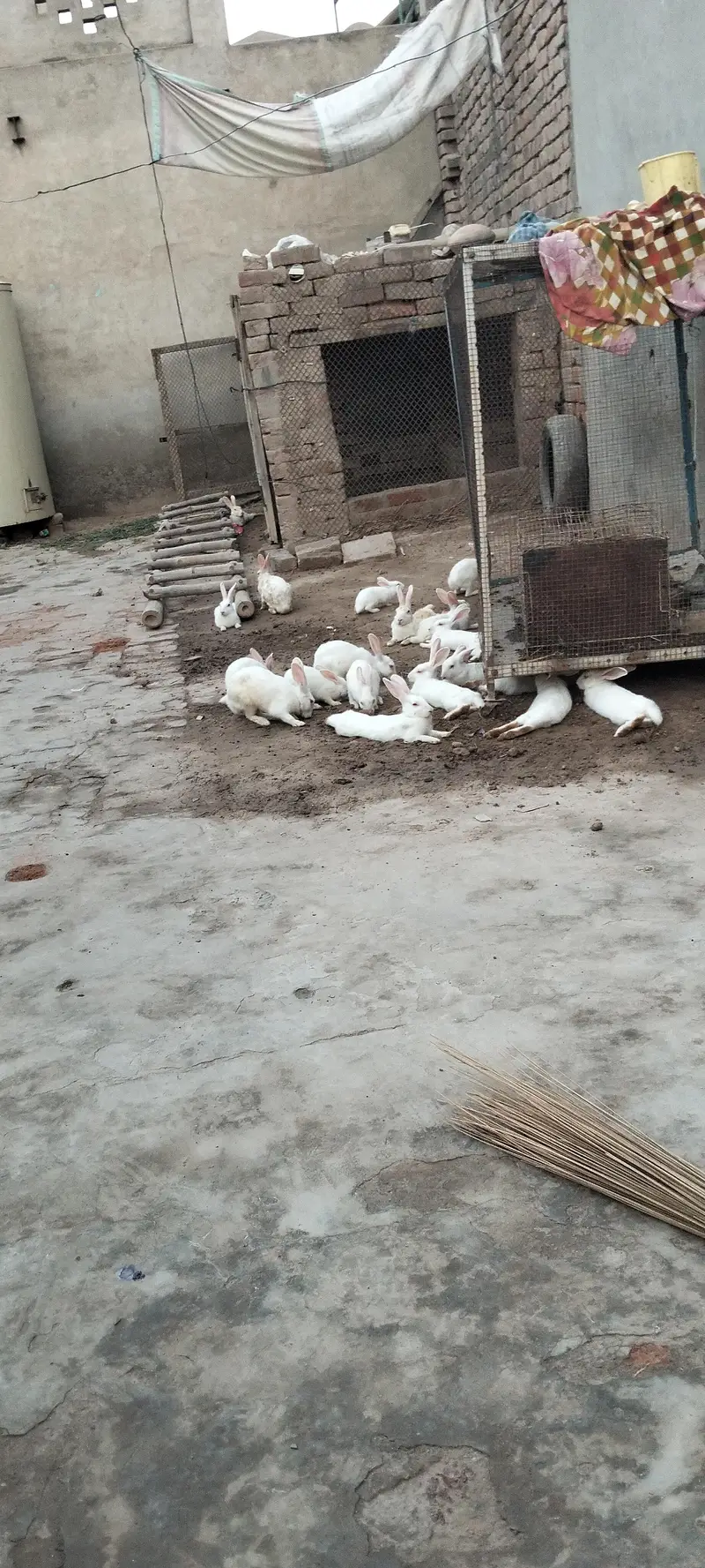 Angoora Rabbit Red Eyes Full White — photo 5