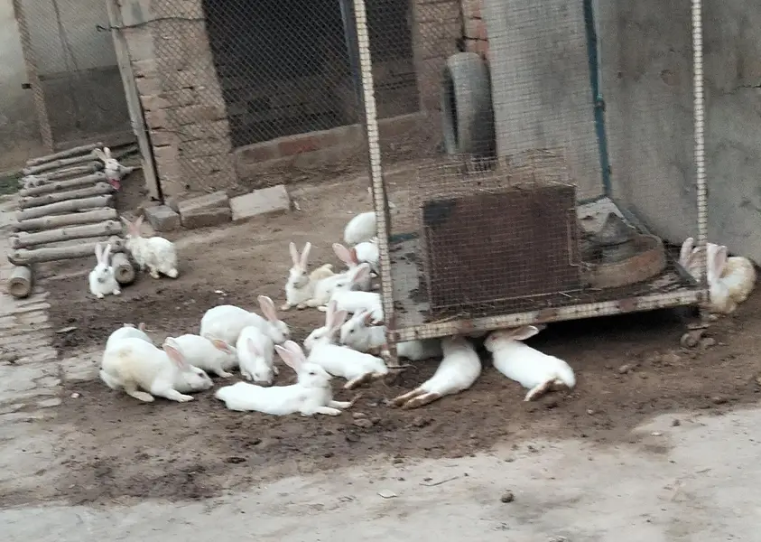Angoora Rabbit Red Eyes Full White — photo 6