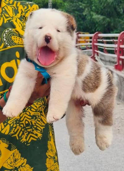 King Alabai Double Heavy Bone Structure Security Dog For Sale
